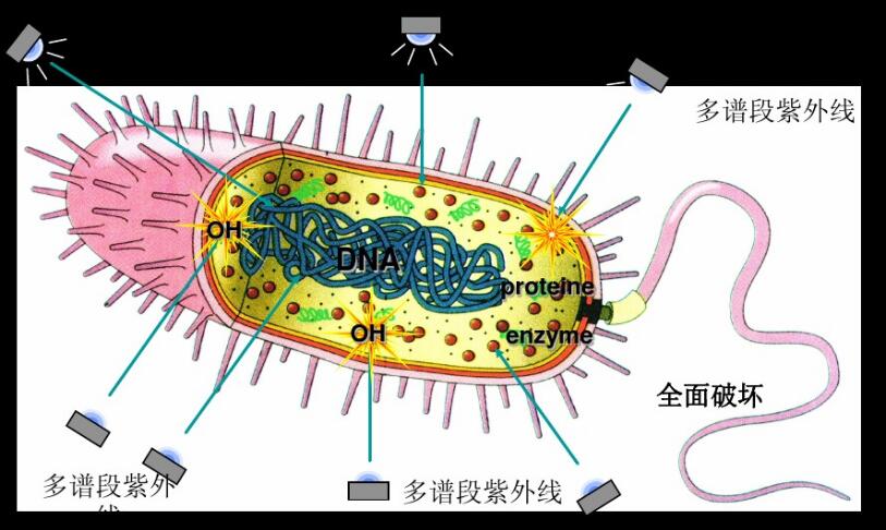 瑞朗中壓紫外線殺菌